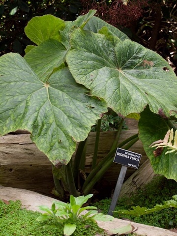 B. fusca